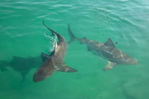 Swimming Prohibited After Multiple Shark Sightings At Suffolk County Beach
