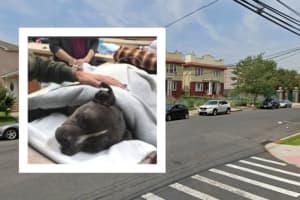 $1,000 Reward Offered For Info On Abused Pit Bull Left For Dead In Union County
