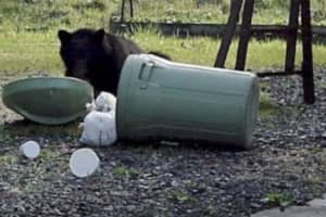 Grin, Bear It: Recent Rise In Rockland Sightings Prompts Warning