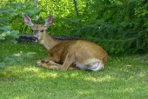 Rare Virus Killing Deer In Orange County