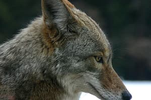 Dog Attacked By Coyote In Westchester, Police Say