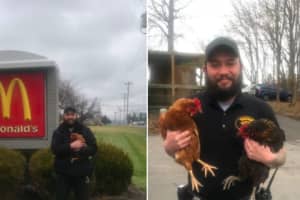 Loose Chickens Caught 'Wreaking Havoc' & Harassing Customers At NJ McDonald's