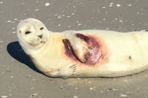 NJ Marine Experts Rescue Stranded Seals