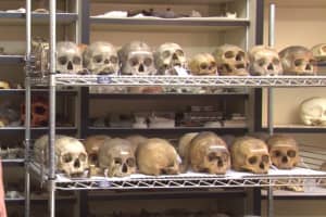 Penn Museum To Rebury 'Unethical' Skull Collection Once Used To Justify White Supremacist Views