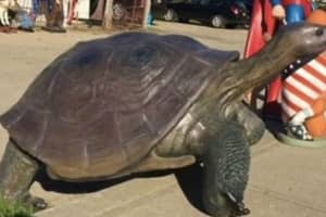 Huge Turtle Sculpture Stolen From Front Yard Of Suffolk County Home