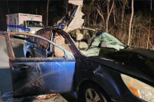 Three Hospitalized After Moose Struck, Killed By Car In Connecticut
