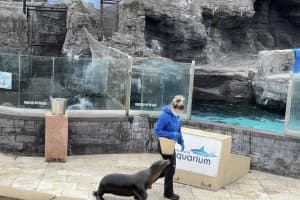 Woman Jumps Into Sea Lion Tank At Long Island Aquarium