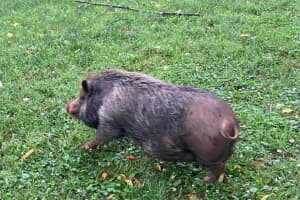 ‘Not Our Average Start:’ Hunterdon County Rescue Crews Free 85-Pound Pig Stuck In Trench