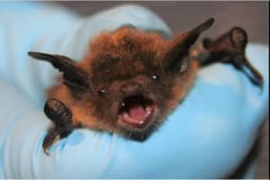 Rabies Warning Issued After Bat Found In Fairfield County Home Tests Positive