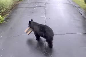 Curious Black Bear Makes For Unusual Porch Pirate In Bristol