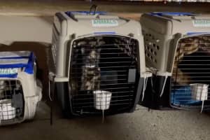 100 Cats Who Survived Kentucky Tornado Available To Be Adopted In Massachusetts