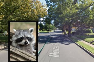 Multiple Dogs Bitten By Rabies-Positive Raccoon In South Jersey
