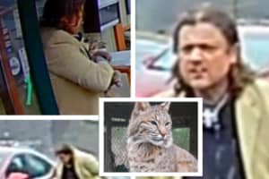 Man Steals Bobcat From PA Snake Farm Then Stuffs Her In His Trunk: Police