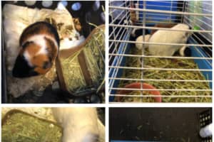 ANIMAL CRUELTY: 6 Guinea Pigs Abandoned In Freezing Temps In PA Parking Lot