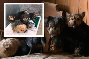 Dozen Pets Rescued From Passaic County Owner's Side Days After Death