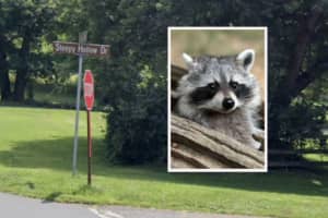 Raccoon Tests Positive For Rabies In Hunterdon County