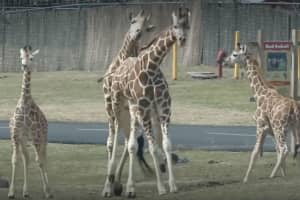 Six Flags Welcomes Wild New Menagerie