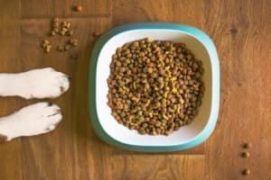 NJ Pet Food Manufacturer With 'Grossly Insanitary Conditions' Halts Production, FDA Says
