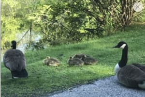 30 Swans Dead Of Bird Flu At Jersey Shore Lake: Report