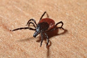 Maine Man Dies After Contracting Rare 'POW' Virus From Tick Bite, CDC Says