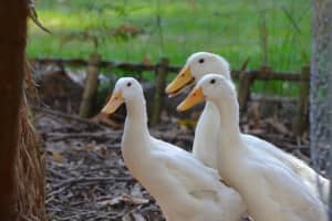 3.8 Million Pennsylvania Birds Hit With Avian Flu, 19K Linked To Duck Meat Farm