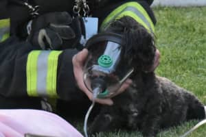Dog Trapped In Lehigh Valley House Fire Rescued, Revived With Oxygen (PHOTOS)