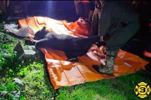 Video Shows Capture Of Black Bear In Pennsylvania