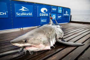 Meet Sable: The 800-Pound Great White Making Her Rounds Off The VA Coast
