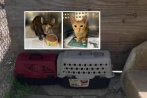 Six Starved Kittens Rescued From Paterson Alley