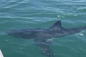 PA Boater Has Close Encounter With Great White Shark In NJ (VIDEO)