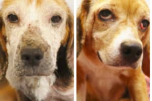 Starved, Neglected Senior Dogs Dumped Along Garden State Parkway