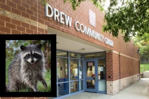 Rabid Raccoon Removed From Behind Arlington Community Center