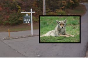 Rabid Coyote Found At Morris County Park