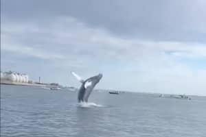 WATCH: Humpback Whale Leaps Out Of Water At Boston Harbor