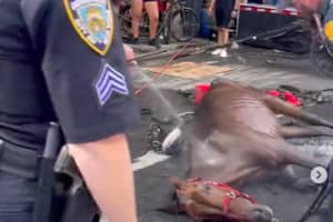 Exhausted Horse Collapses As Driver Slaps Him Leaving NYC Onlookers Horrified: Reports