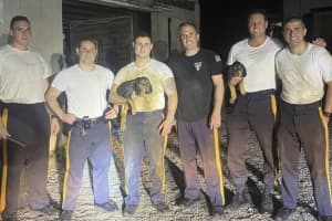 NJ Troopers Rescue Puppies From Irrigation Trench