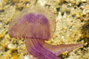 Rare Purple Jellyfish With Powerful Sting Found In Throngs At NJ Beaches