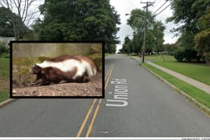 Skunk Tests Positive For Rabies In Hunterdon County