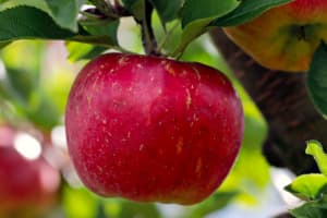 These NJ Apple Orchards Rank Among Best In America By Travel Website