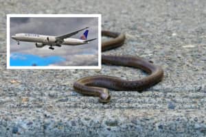 Snake Removed From Florida Flight At Newark Airport As Passengers Shriek