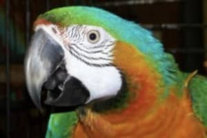 Jersey Shore Zoo Closes After Duck, Goose Die Of Bird Flu