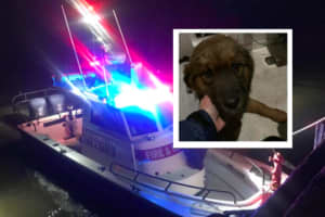 Dog Who Swam Across Hudson River Rescued By Firefighters