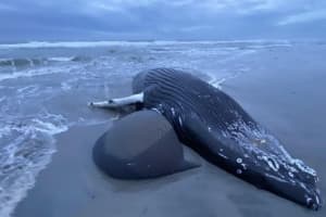 7th Dead Whale Washes Up On Jersey Shore
