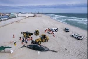 Latest Whale Death Due To Fractured Skull, Propeller Wounds: MMSC