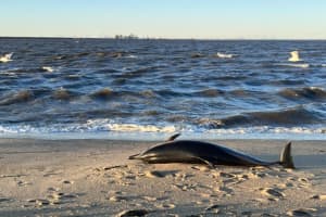 8 Dolphins Stranded At Sea Isle City, All Now Dead