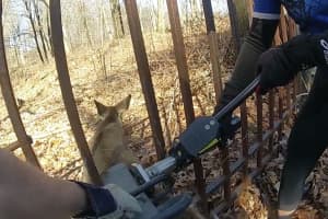 Deer Stuck In Iron Gate Freed By Hydraulic Tool In Westchester: Video