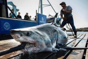 700 Pound Shark Pings Off NJ Coast
