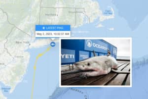 White Shark Pings Off Long Island Coast