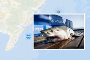 8-Foot Shark Still Lingering Off Coast Of Sea Isle City