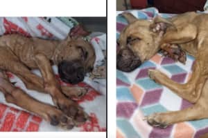 Starving Puppy Rescued By Monmouth County SPCA